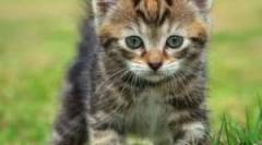 Когато можете да измиете котенца от бълхи?